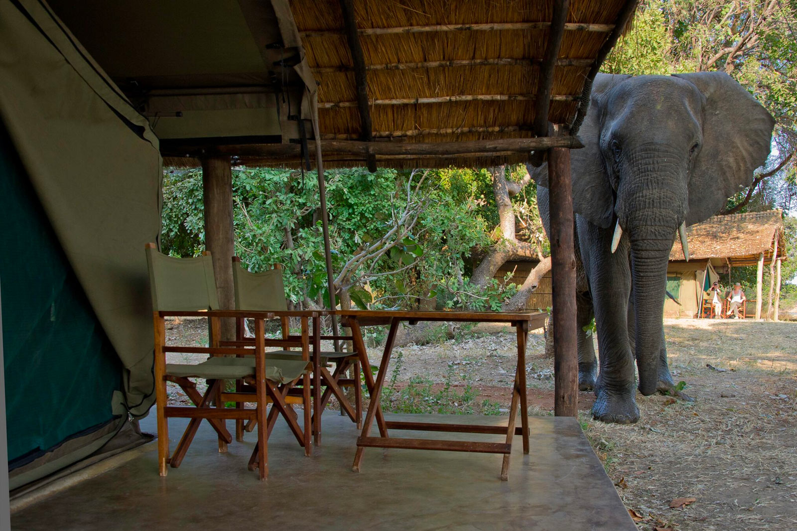 Flatdogs Camp, South Luangwa National Park, Zambia