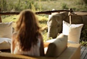 Jackalberry Treehouse Elephant Close Up