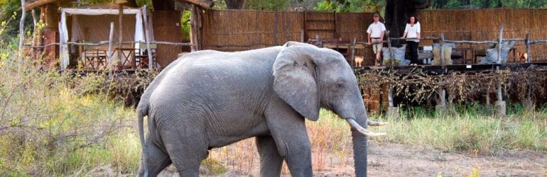 Jackalberry Treehouse Elephants