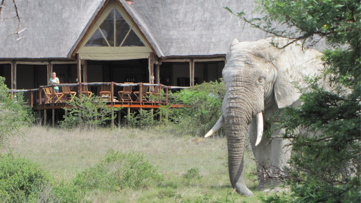 Amakhala Bush Lodge Elephant