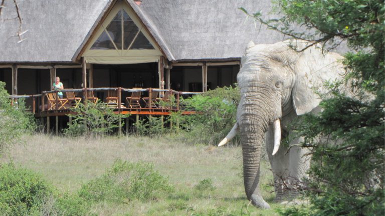 Amakhala Bush Lodge Elephant