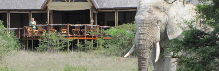 Amakhala Bush Lodge Elephant