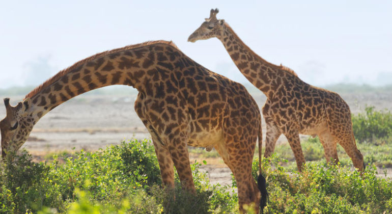 Amboseli National Park 1