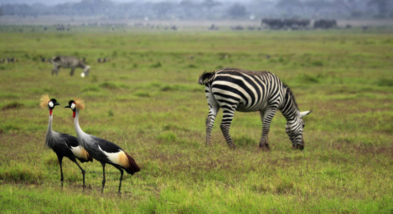 Amboseli National Park