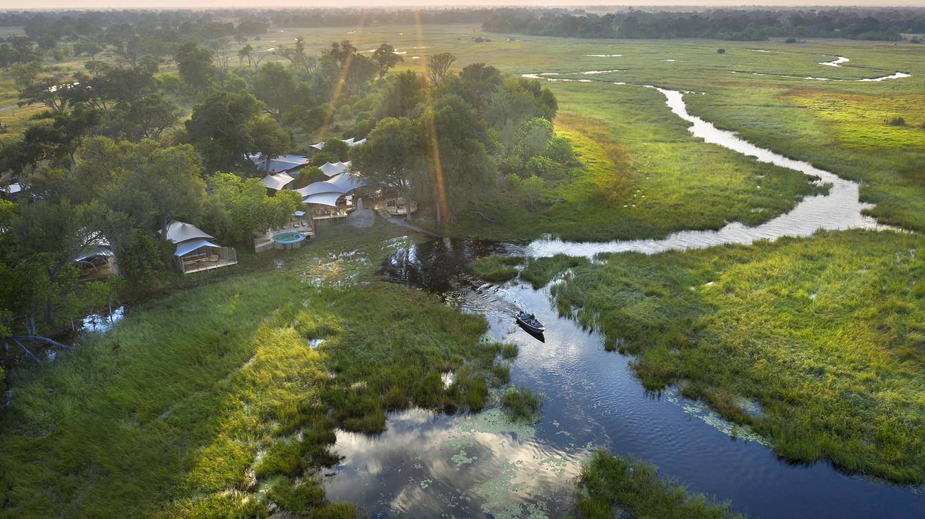 Khwai Leadwood, Okavango Delta, Botswana