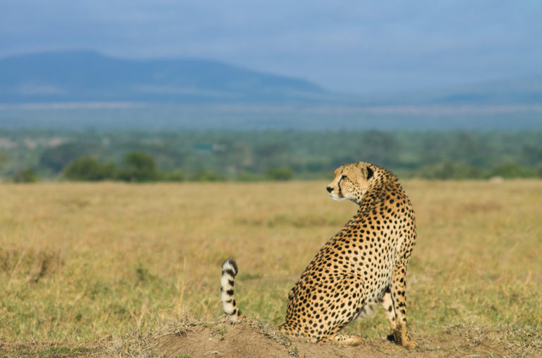 Ol Pejeta Safari Cottages