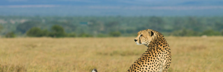 Ol Pejeta Safari Cottages