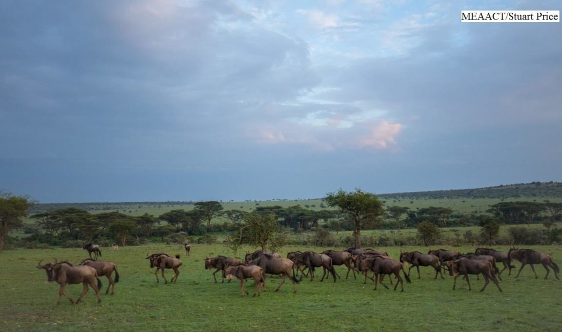 Porini Mara Camp Ol Kinyei Conservancy 1