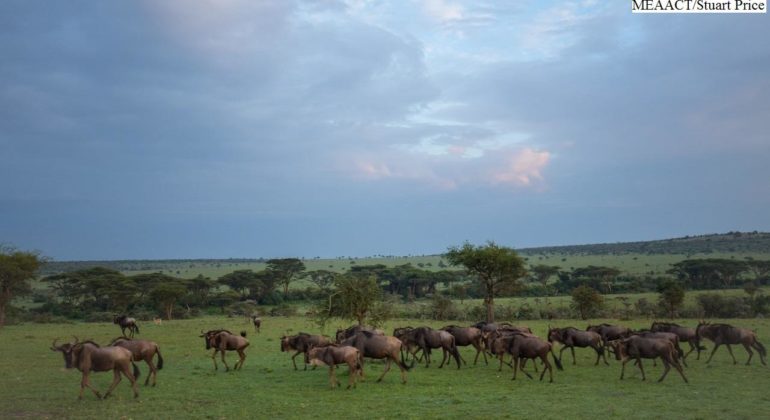 Porini Mara Camp Ol Kinyei Conservancy 1