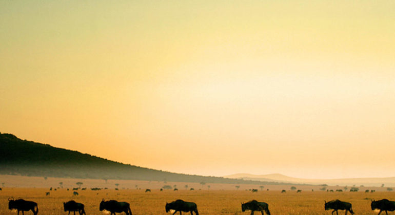 Porini Mara Camp Ol Kinyei Conservancy