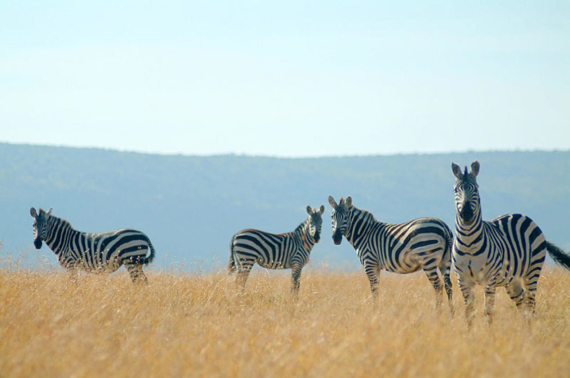 Porini Mara Camp Wildlife