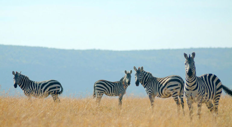 Porini Mara Camp Wildlife
