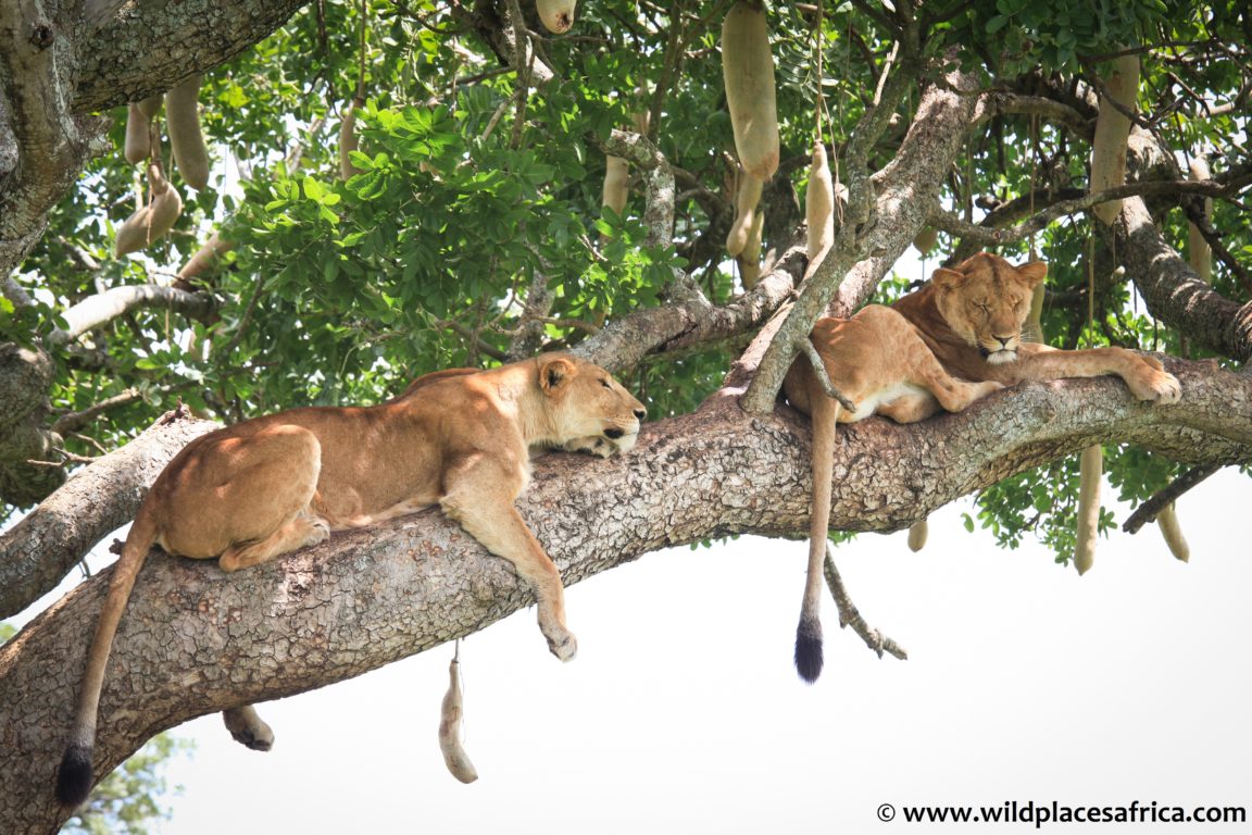 Wildplaces Africa