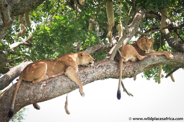Wildplaces Africa