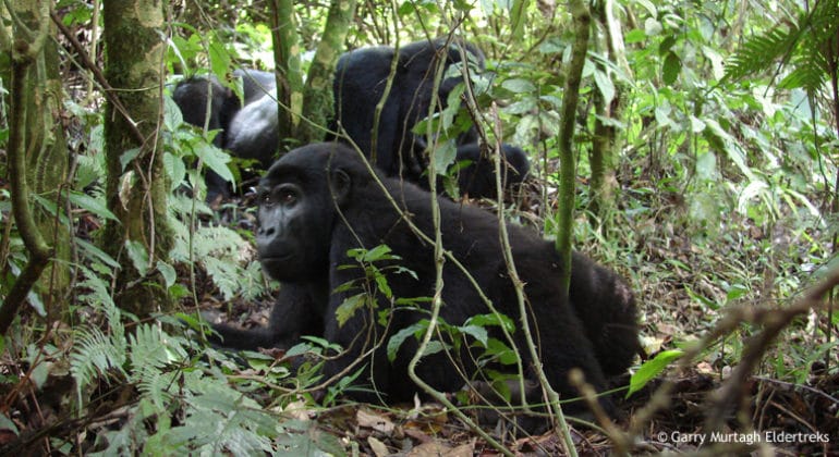 Gorilla Express 1