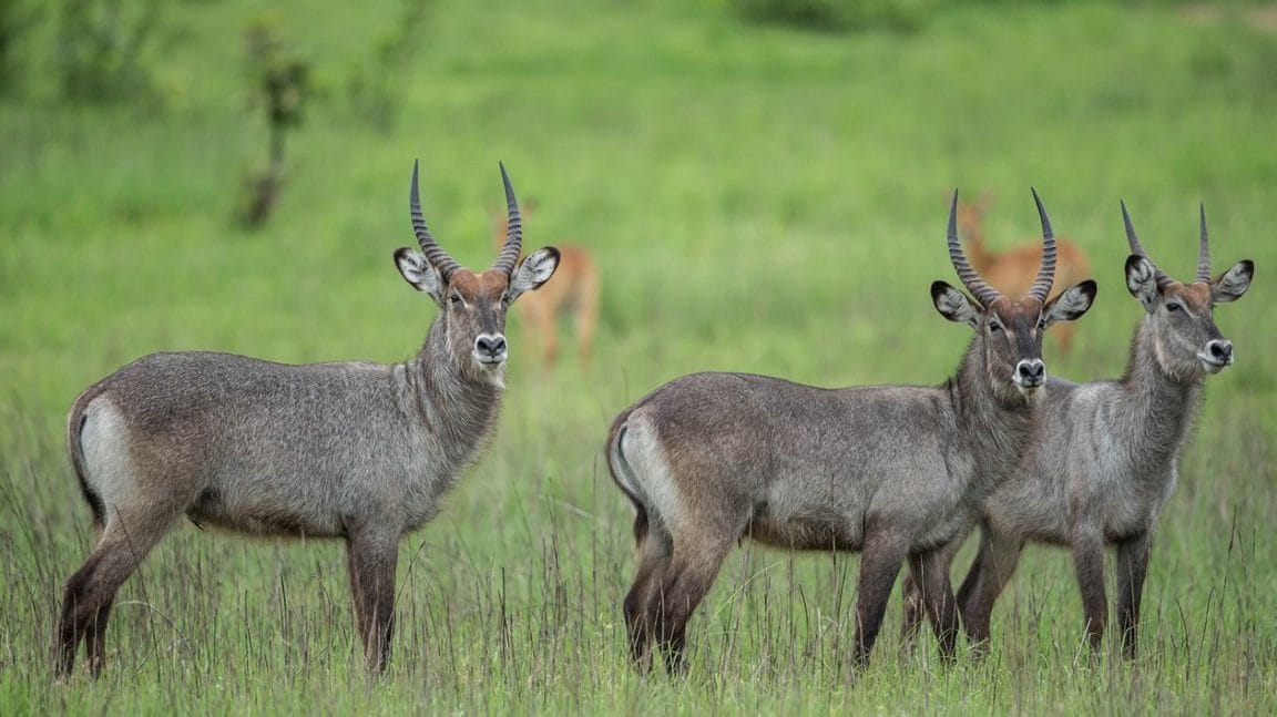 Green Safaris