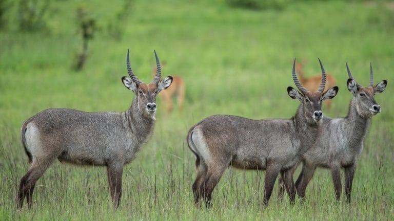 Green Safaris