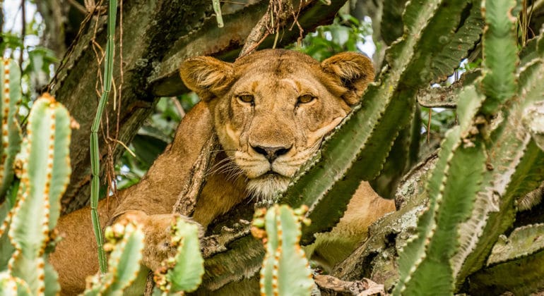 Mweya Safari Lodge 1