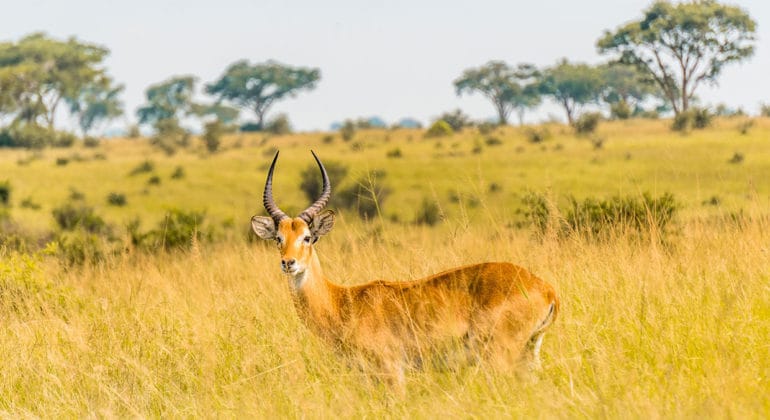 Mweya Safari Lodge