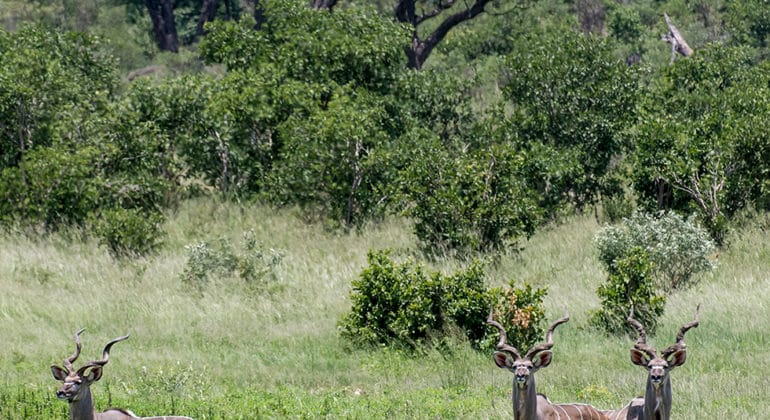 Deka Camp Wildlife