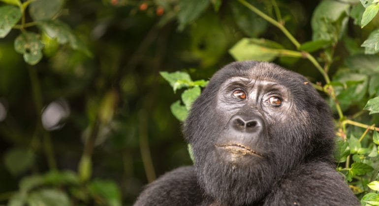 2013 Uganda