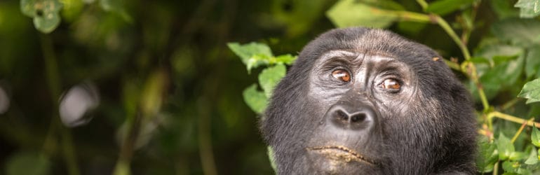 2013 Uganda