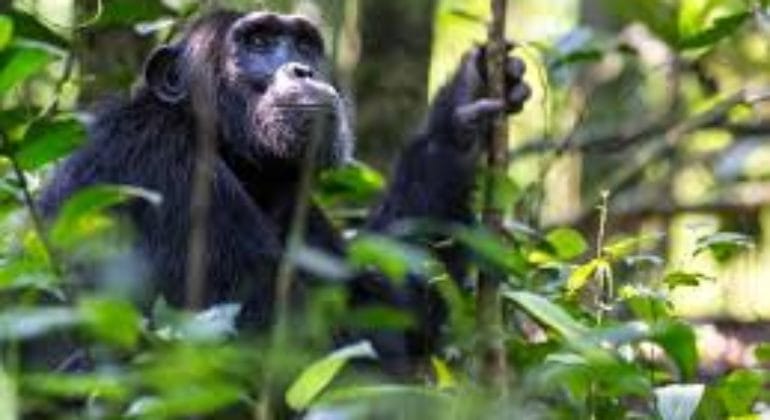 Jenman Gorilla