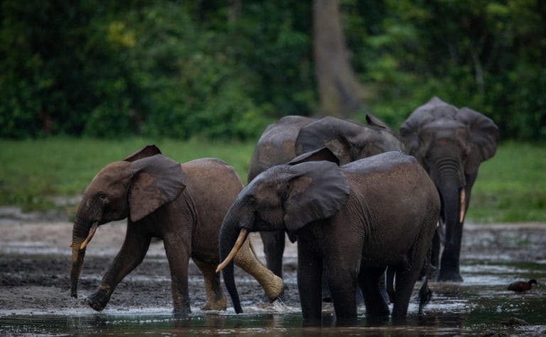 Sangha Lodge, Dzanga-Sangha Special Reserve, Central African Republic