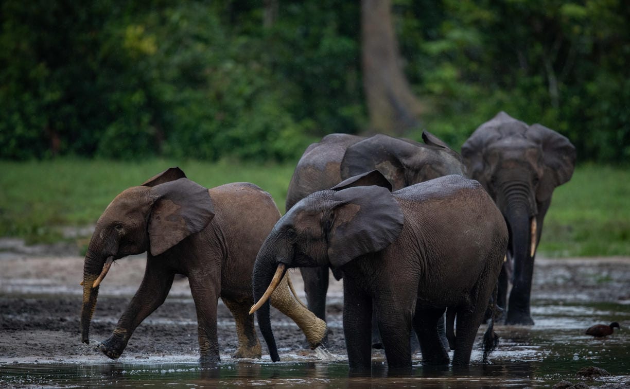 Dzanga-Sangha Special Reserve
