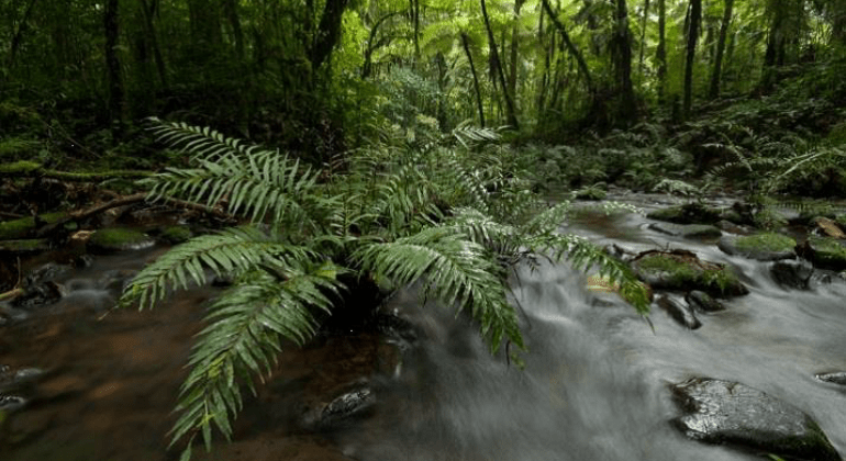 Forest