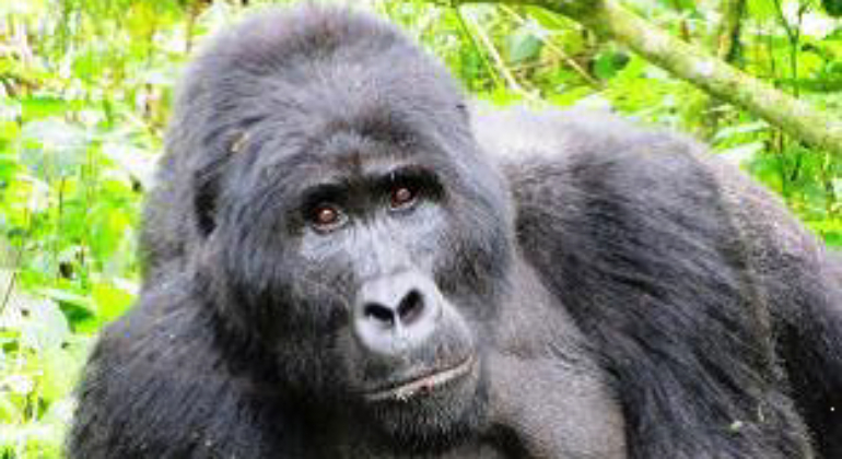 Gorilla
