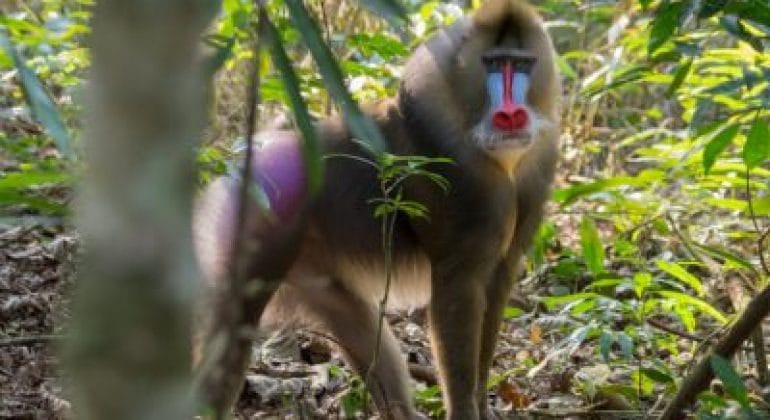 Gabon Mandrill