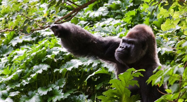 Gabon Gorilla 1