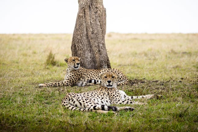 Masai Mara National Reserve 2