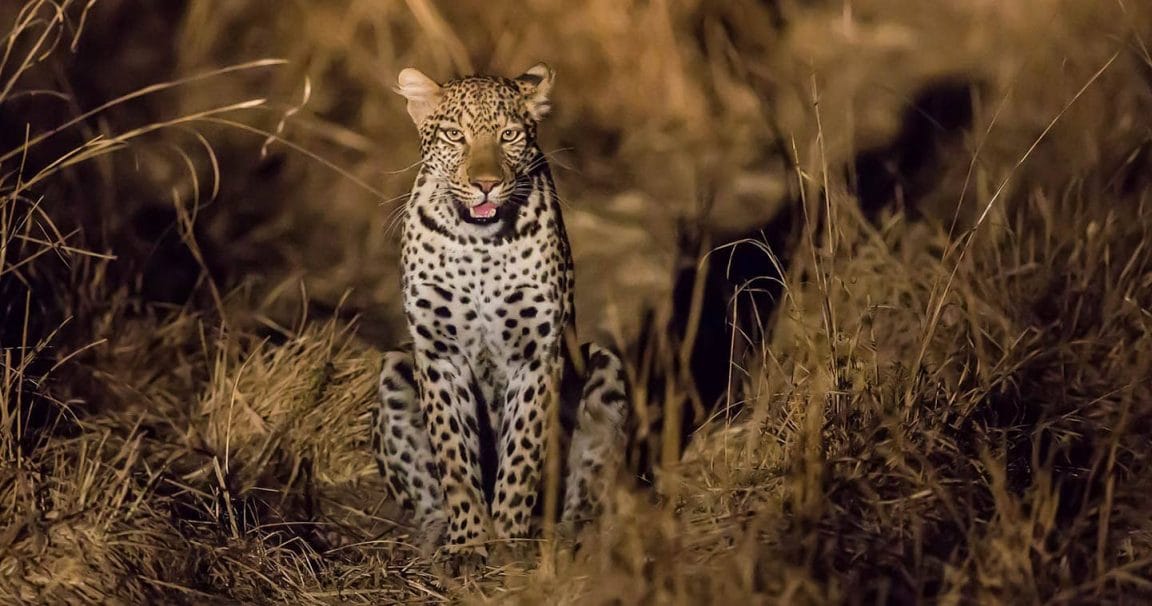 South Luangwa