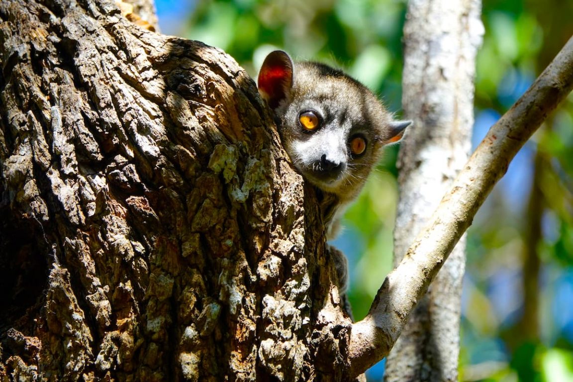 Madagascar — A World Apart