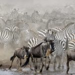 Wildebeest Mara Migration 2020