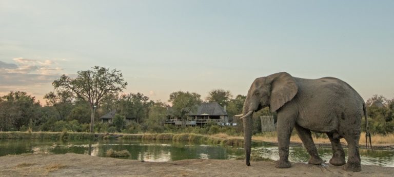 Thornybush
