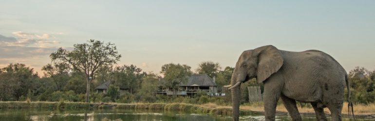 Thornybush