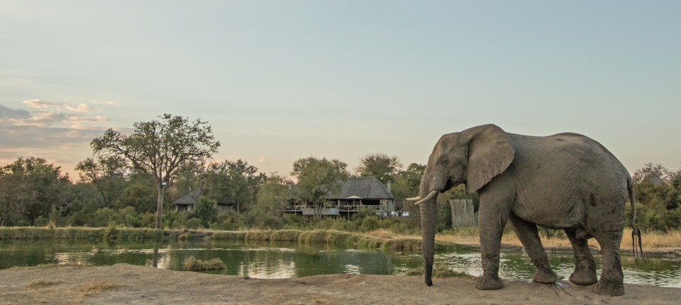 Thornybush