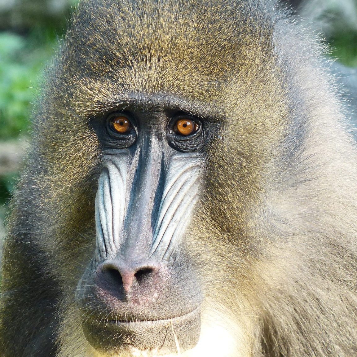 Gabon — Africa’s Last Eden