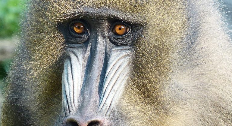 Gabon Mandrill