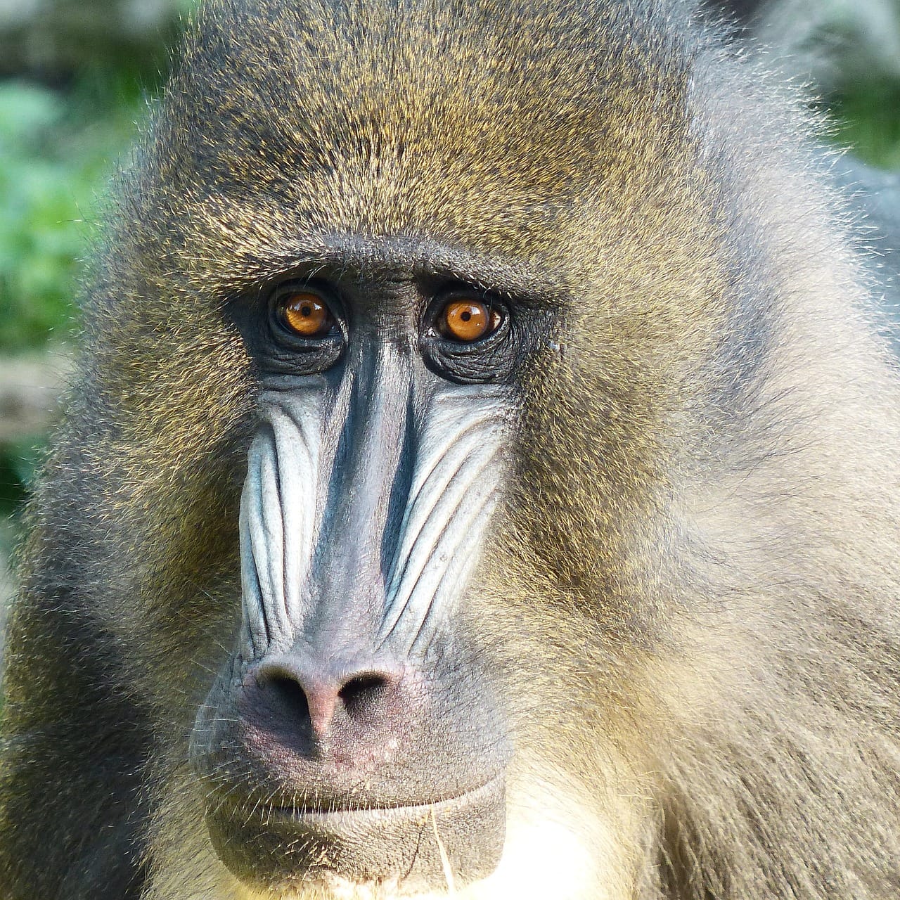 gabon mandrill safari