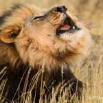 Botswana Kalahari Lion