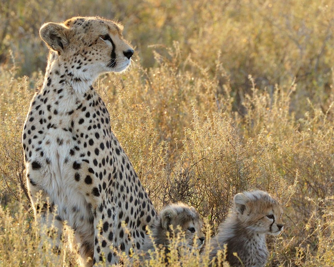 Ndutu Featured