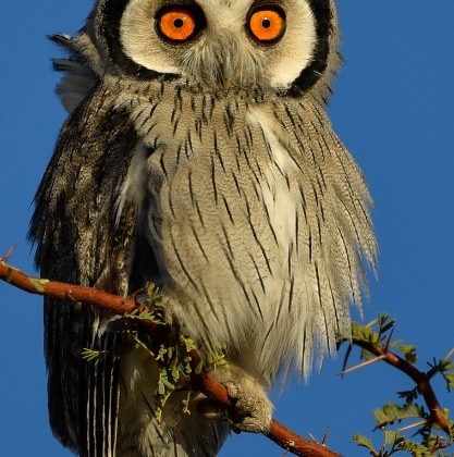 Owl
