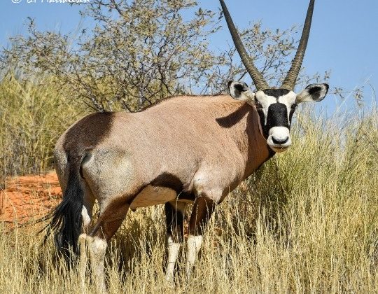 Springbok Rams