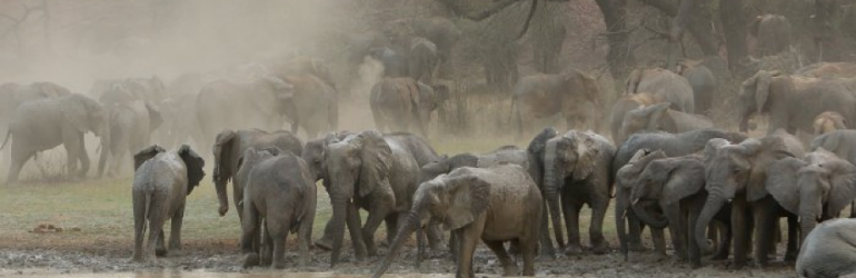 Elephants Chad