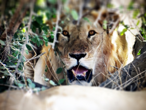 Lion Chad Joel Gunter