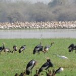 Avian Highway